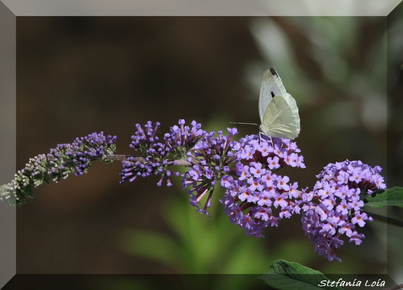 Pieris brassicae?